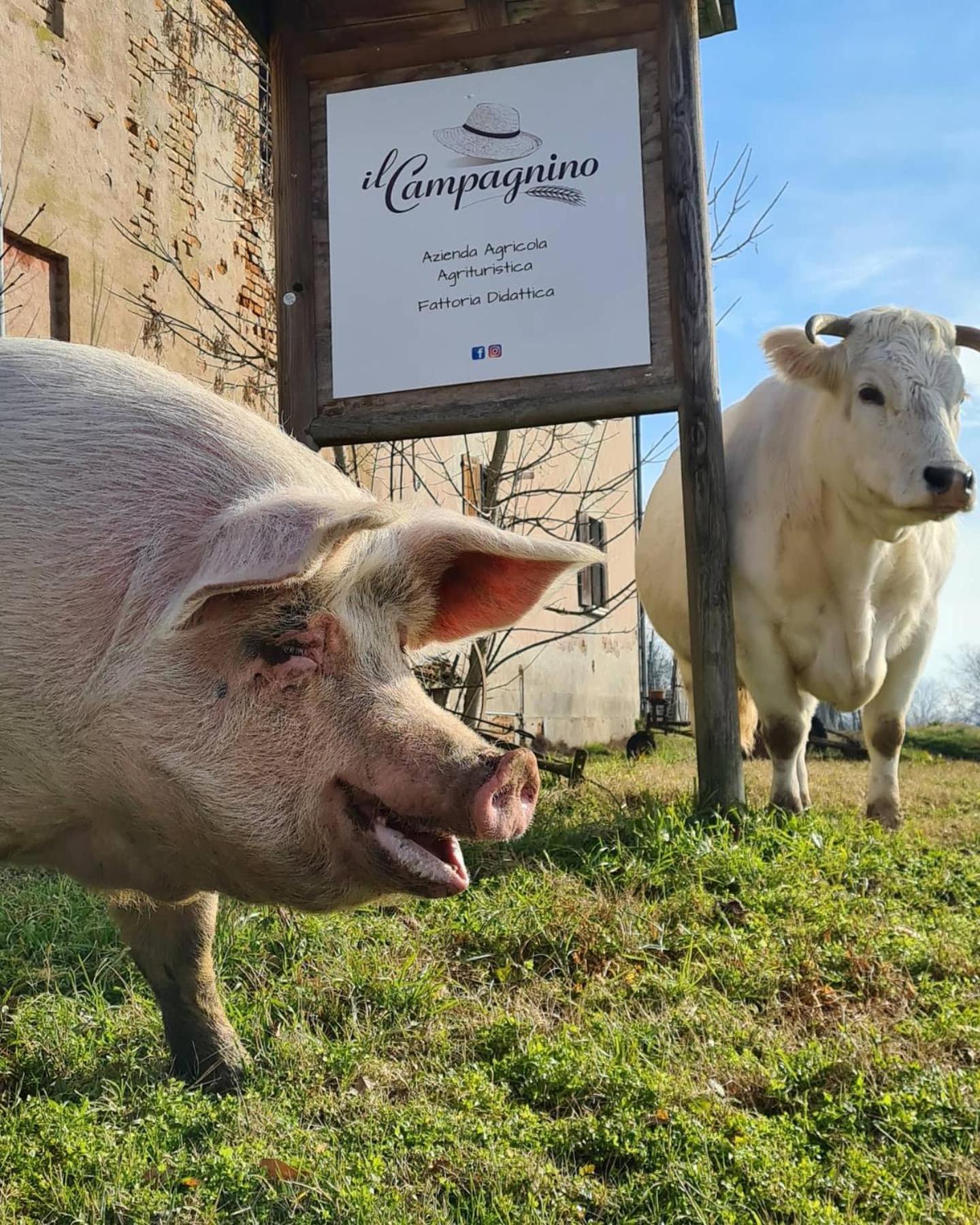 Agriturismo Il Campagnino Cremona Zewnętrze zdjęcie